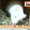 三重県の動物園に白いタヌキが仲間入り！目の周りの特徴的な模様もない雪のような白さ